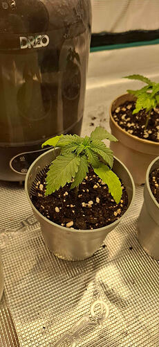 Bleckberry Moonrock