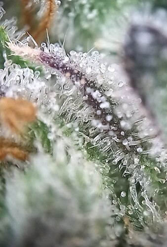 grOwPa