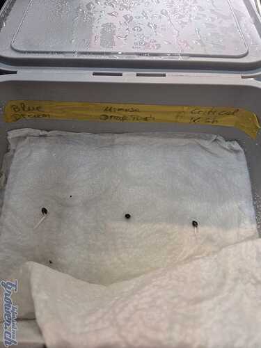 IMG-20251021-WA0004