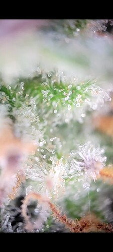 Dr.Greenthumb