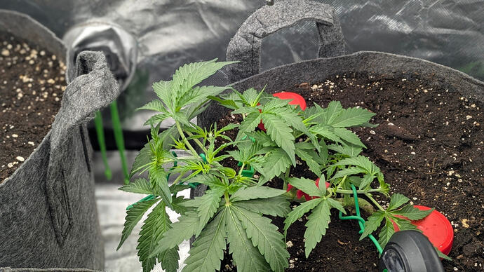 Growmix_Ende_Woche_3
