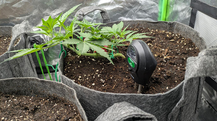 Growmix_Ende_Woche_3_Mittags_1