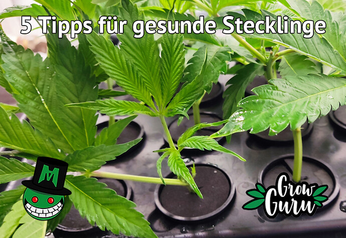 5 Tipps für gesunde Cannabis Stecklinge von Mr. Haze Amaze