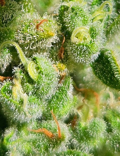 Sativa