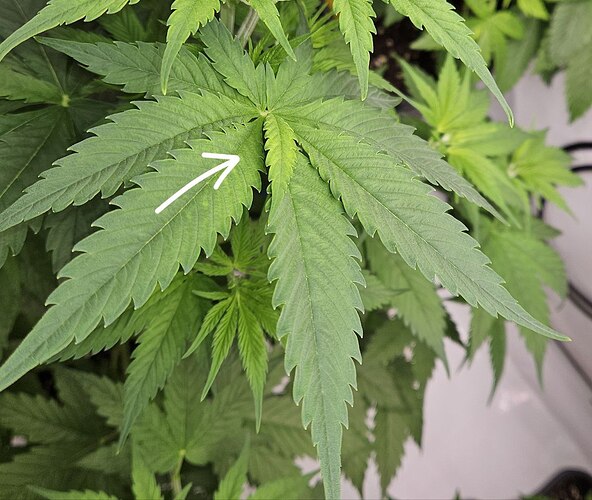 Tangie