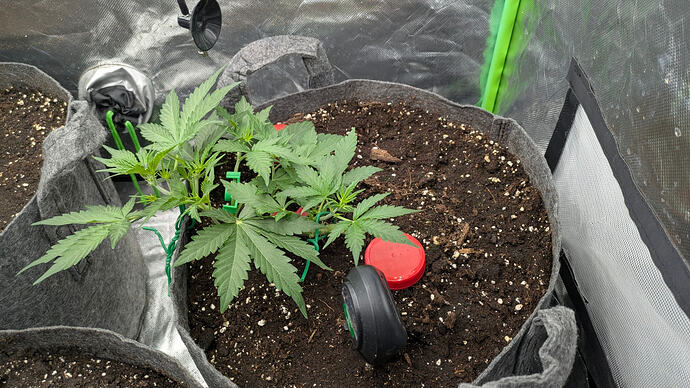 Growmix_Ende_Woche_3_Mittags_2