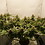 Seedler